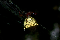 Micrathena hamifera