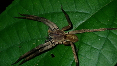 Ctenidae