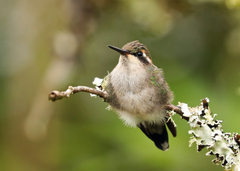 Chlorostilbon melanorhynchus