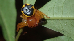 Stephanopoides simoni