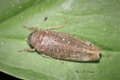 Iassinae