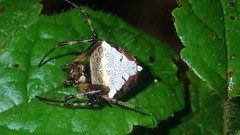 Verrucosa
