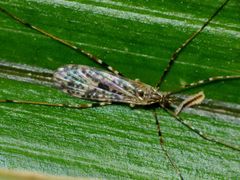 Amphineurus hudsoni