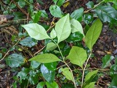 Graptophyllum spinigerum