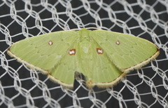 Comostola leucomerata