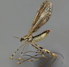 Amphineurus hudsoni