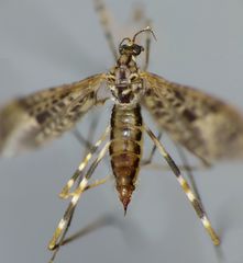 Amphineurus hudsoni