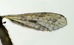 Amphineurus hudsoni