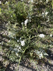 Cryptantha intermedia