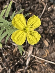 Oenothera berlandieri