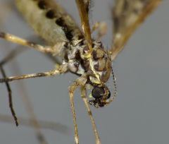 Amphineurus hudsoni