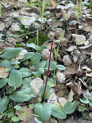 Micranthes californica