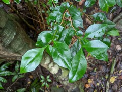 Graptophyllum spinigerum