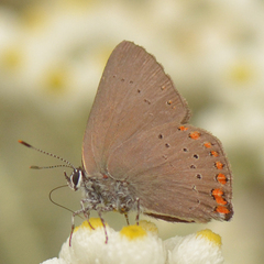 Satyrium titus