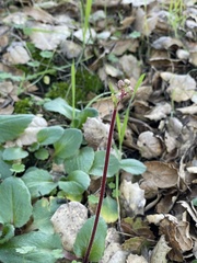 Micranthes californica