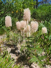 Ptilotus macrocephalus