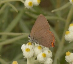 Satyrium titus