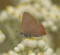 Satyrium titus