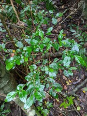 Graptophyllum spinigerum