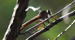 Colepia rufiventris
