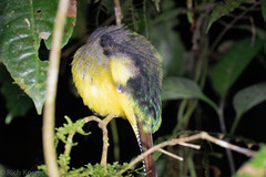Trogon rufus