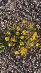 Helenium amarum
