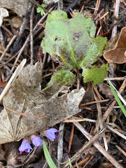 Veronica regina-nivalis