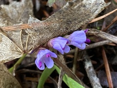 Veronica regina-nivalis