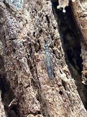 Taeniopteryx