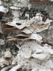 Trametes betulina