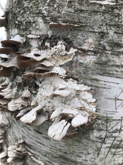 Trametes betulina