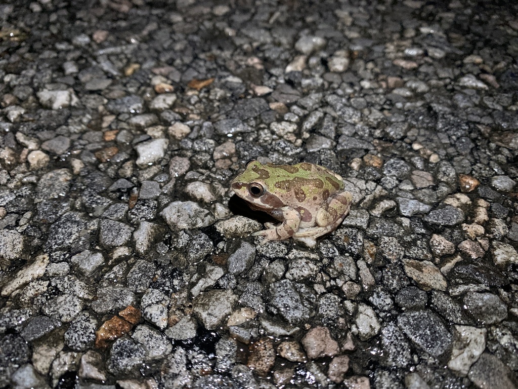 Strecker's Chorus Frog in January 2023 by Michael Price · iNaturalist