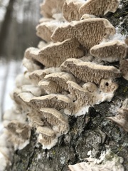 Trametes betulina