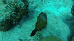 Cantherhines macrocerus