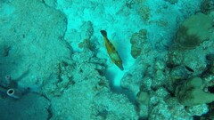 Cantherhines macrocerus