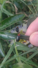 Cacoscelis nigripennis