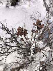 Dasiphora fruticosa