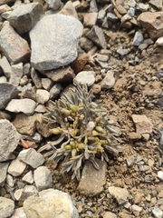 Lignocarpa carnosula