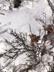Dasiphora fruticosa