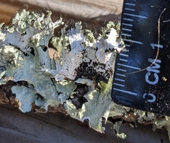 Parmotrema hypoleucinum