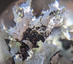 Parmotrema hypoleucinum