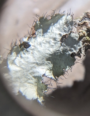 Parmotrema hypoleucinum