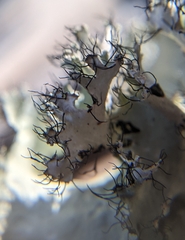 Parmotrema hypoleucinum