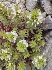 Epilobium pycnostachyum