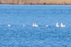 Cygnus columbianus