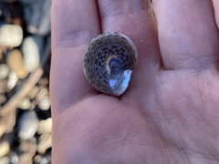 Calliostoma tricolor