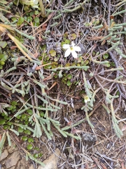 Kelleria dieffenbachii