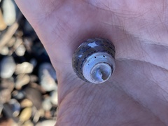 Calliostoma tricolor