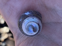 Calliostoma tricolor