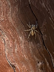 Menemerus bivittatus